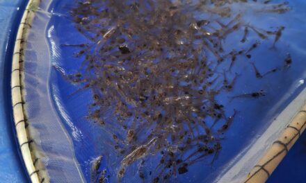 Waspada penyakit TPD, menyerang udang lebih cepat dibanding AHPND