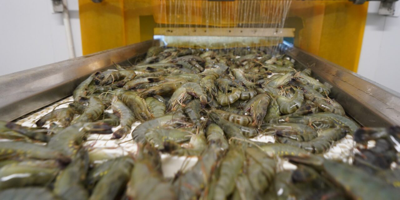 Laporan “100% Shrimp: Full Utilisation” bahas strategi pemanfaatan hasil samping olahan udang