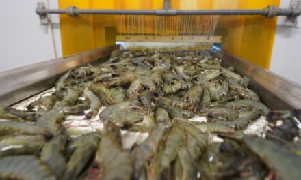 Laporan “100% Shrimp: Full Utilisation” bahas strategi pemanfaatan hasil samping olahan udang