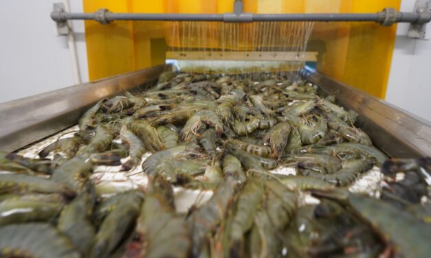 Laporan “100% Shrimp: Full Utilisation” bahas strategi pemanfaatan hasil samping olahan udang