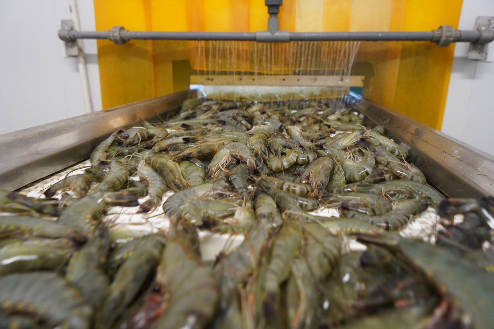 Udang masih menjadi komoditas ekspor unggulan perikanan hingga triwulan ke-3 2025.