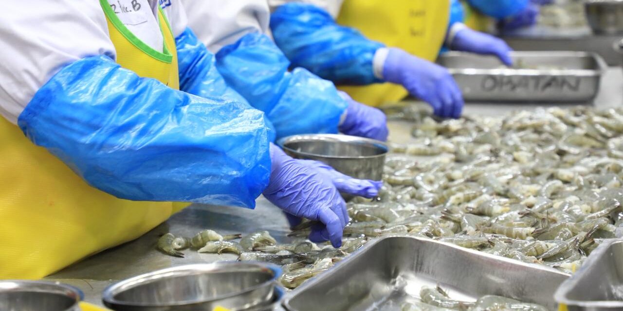 Bisnis vaname 2026 tetap seksi, kualitas benur hingga mutu jadi kunci