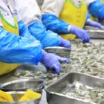 Bisnis vaname 2026 tetap seksi, kualitas benur hingga mutu jadi kunci