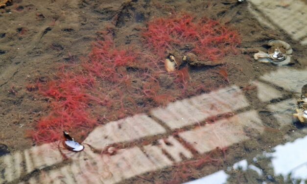 Riset ungkap disinfeksi cacing sutra dengan formalin efektif tekan Aeromonas tanpa antibiotik