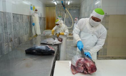 Tarif ekspor dihapus, tuna Indonesia kian percaya diri di Jepang?