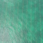 Seaweed without Borders