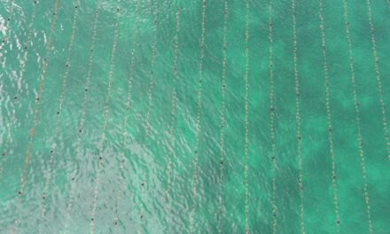 Seaweed without Borders