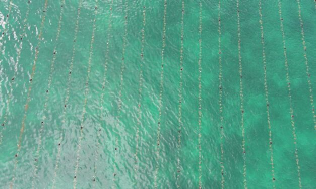 Seaweed without Borders