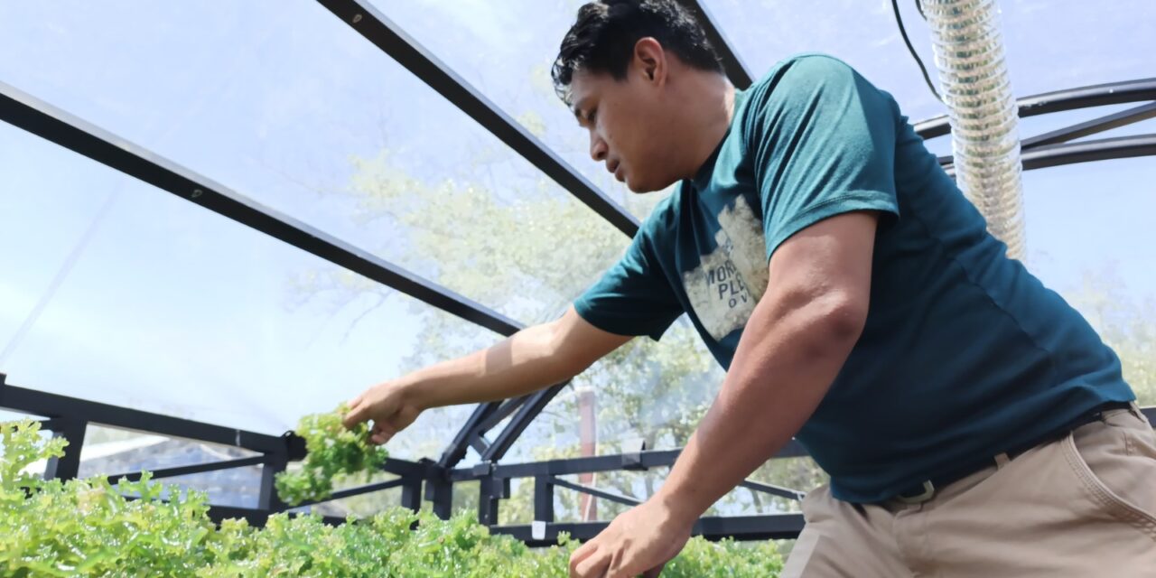 Indonesian seaweed: From shore to shelf