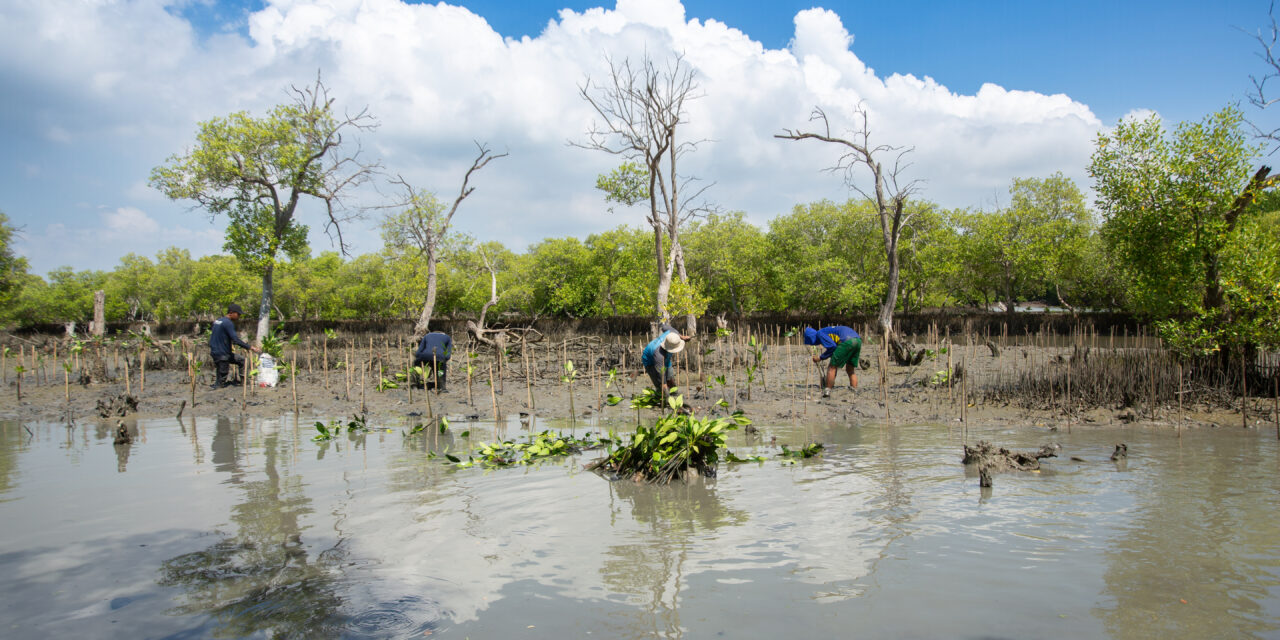 Potensi serap 10 juta ton CO2e per tahun, KKP siapkan regulasi dan proyek karbon biru