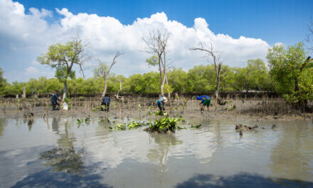 Potensi serap 10 juta ton CO2e per tahun, KKP siapkan regulasi dan proyek karbon biru