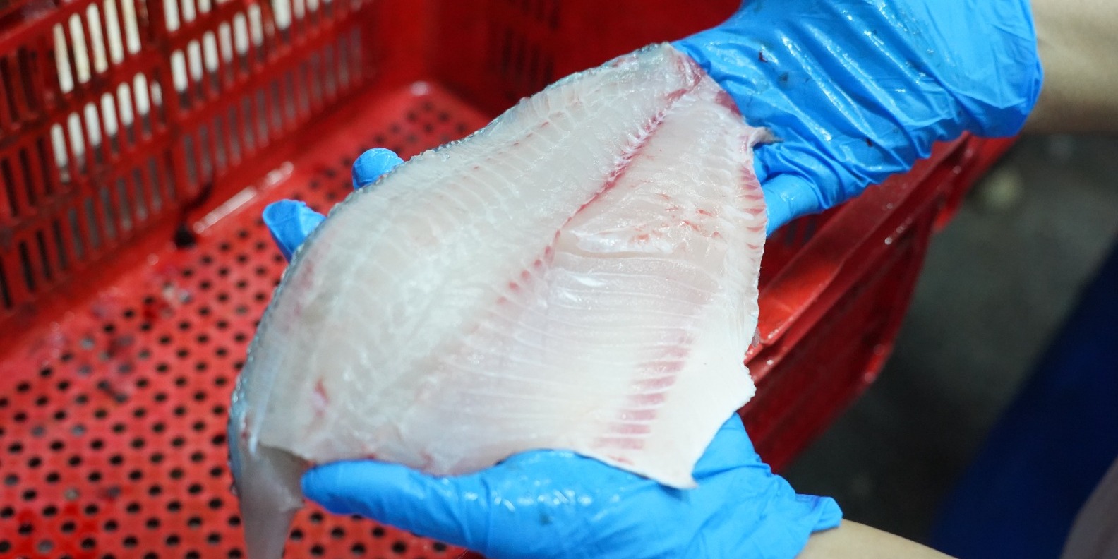 Tilapia menjadi salah satu komoditas andalan ekspor. ©KKP