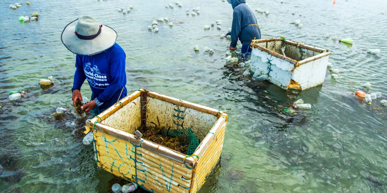 Coast 4C secures US$2.5 million seed funding to expand smallholder seaweed farming in SEA