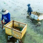 Coast 4C secures US$2.5 million seed funding to expand smallholder seaweed farming in SEA