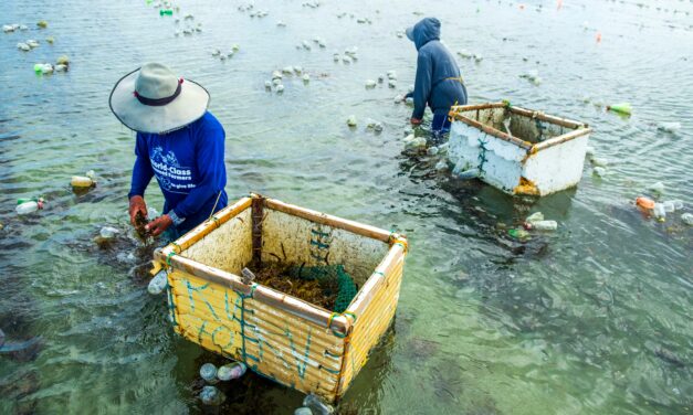 Coast 4C secures US$2.5 million seed funding to expand smallholder seaweed farming in SEA