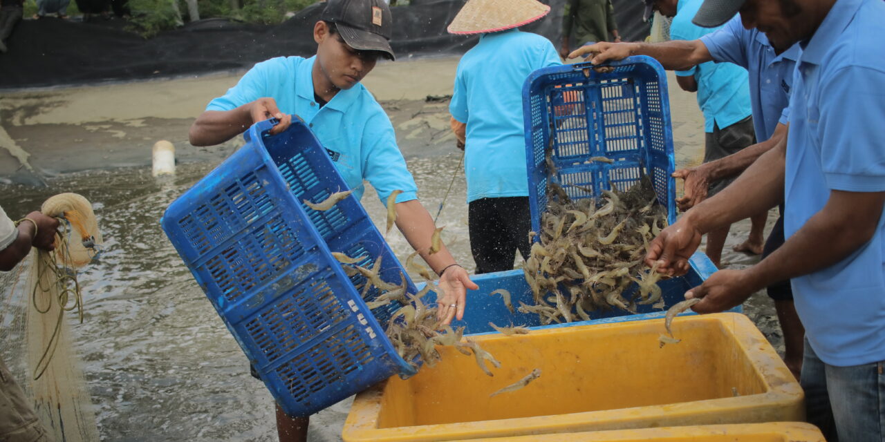 Panen udang berulang di tengah banyak tantangan, kenapa tidak?