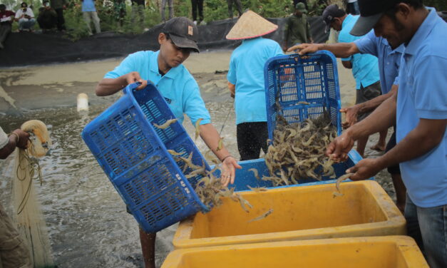 Panen udang berulang di tengah banyak tantangan, kenapa tidak?