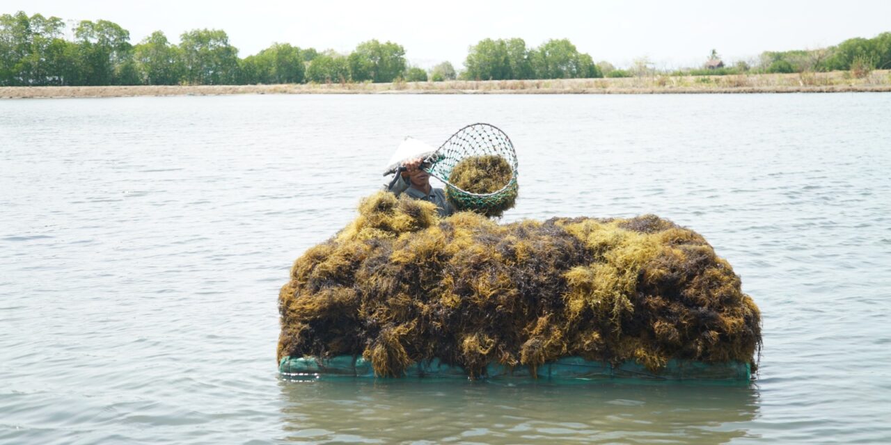 Potensi biochar rumput laut untuk pertanian rendah karbon