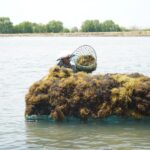 Potensi biochar rumput laut untuk pertanian rendah karbon