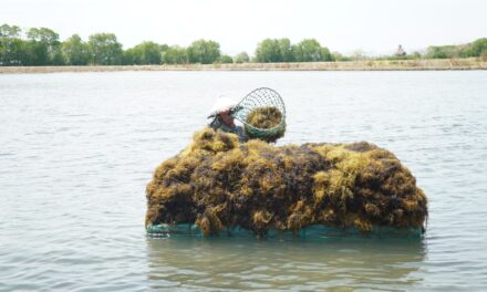 Potensi biochar rumput laut untuk pertanian rendah karbon