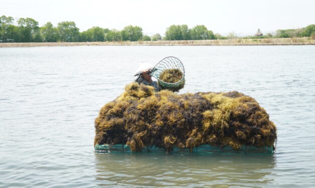 Potensi biochar rumput laut untuk pertanian rendah karbon
