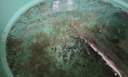 Benur udang bebas EHP tak hanya bergantung pada induk SPF