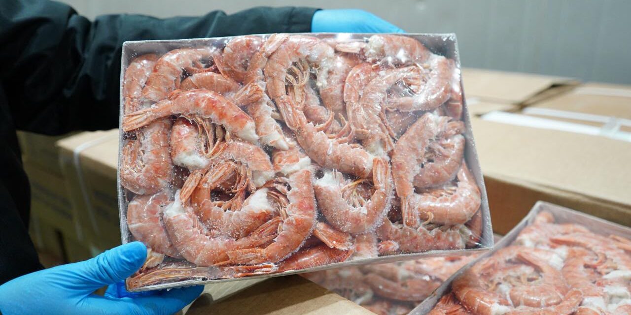 Cegah masuk pasar lokal, KKP amankan 1.048 ton udang impor