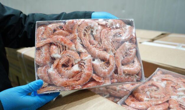 Cegah masuk pasar lokal, KKP amankan 1.048 ton udang impor